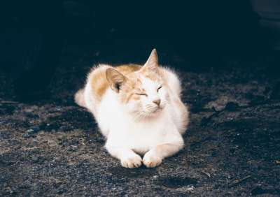 小猫睡觉 猫 宠物 可爱的 蓬松的 动物 国内的 小猫 猫科动物