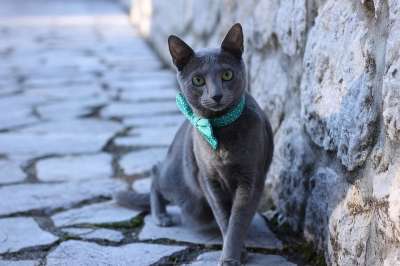 猫 宠物 领结 蓝色的 俄语 蓝色的宠物