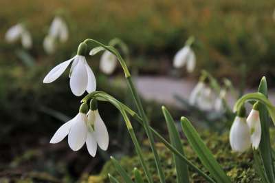 预示着春天 花园 白色的 雪花莲 三月 白 精美的 绿色 菌群