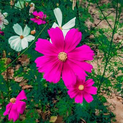 花朵 宇宙 植物 冬天 季节性 冬花 冬季工厂 自然 草地