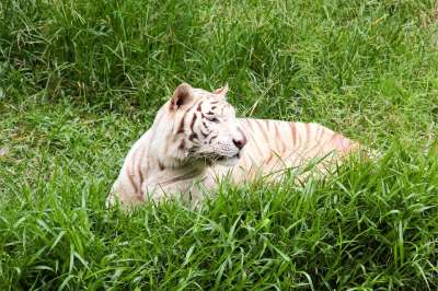 动物 危险 猎人 自然 睡眠 老虎 野生的 野生动物 动物园