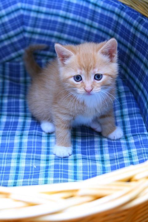 小猫 在篮子里 甜的 小的 猫 胡子 猫咪的胡须 爪子 白色的