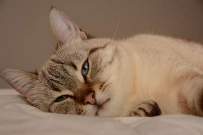 猫 动物 眼睛 毛皮 肖像