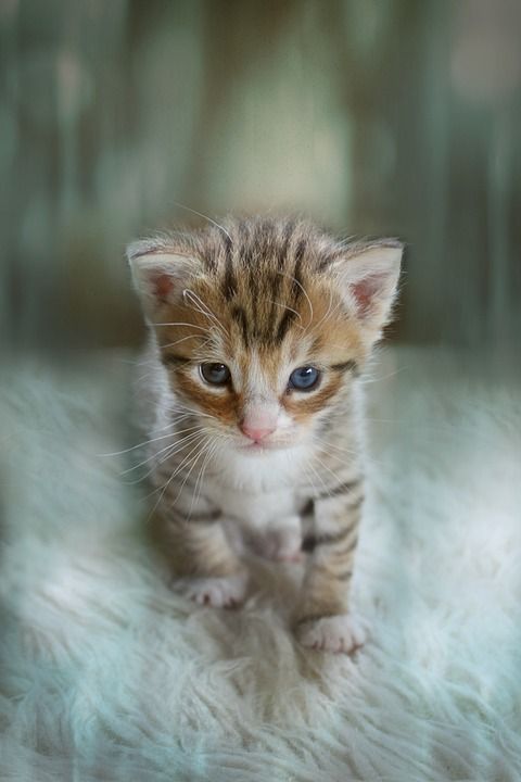 小猫 动物 可爱的 猫宝宝 猫 照片处理 猫肖像