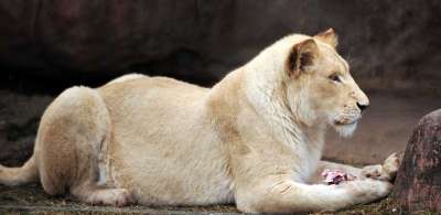 狮子 动物园 肉 动物 野生动物 猫 棕色的肉