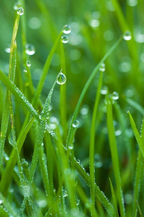 露 降低 水滴 滴 背景 特写 环境 植物群 新鲜的 新鲜