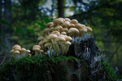 蘑菇 苔藓 落下 自然 森林蘑菇 小蘑菇 森林地面 关闭 树干