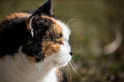 猫 哺乳动物 动物 野生动物 家猫 幸运猫 脸 肖像