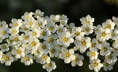 Tawuła 白花 春天 灌木 植物 性质 盛开 美味佳肴