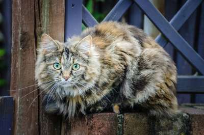 猫 动物 背景 棕色 食肉动物 国内的 眼睛 猫科动物 小猫