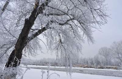 雪 树木 冬天 季节 寒冷的 松树 季节性 霜 枝杈 冻结