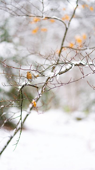 雪 冬天 知更鸟 自然 寒冷的 户外