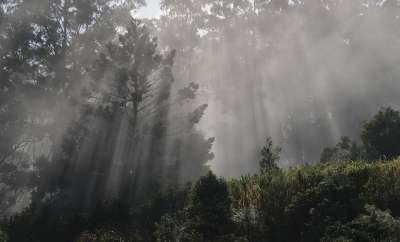 薄雾 阳光 树木 光 森林 多雾路段 射线