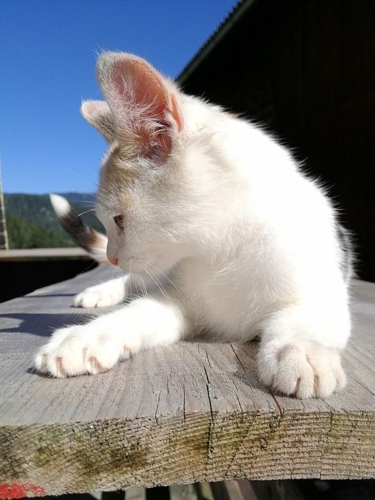 猫 年轻 轮廓 肖像 小年轻的猫 小猫 说谎 手表 休息 放松