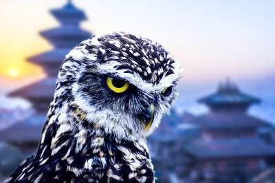 猫头鹰 城市 有趣的 鸟 可爱的 旅游 结构 艺术品 眼睛