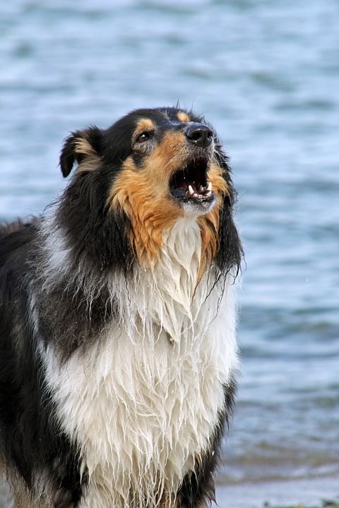 牧羊犬 狗 水 吠 保护 海 波罗的海 咬 边境牧羊犬