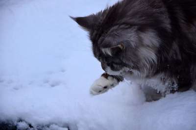 猫 缅因库恩 冬天 雪 寒冷的 猫科动物 动物 水 国内的