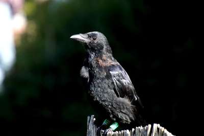 乌鸦 掠夺 鸟 Corvidae 动物 野生动物 禽类 鸟类学