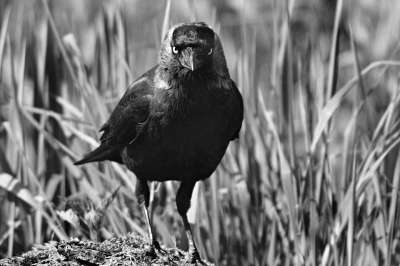 寒鸦 鸟 动物 Corvidae 羽毛 喙 头 眼站 看着