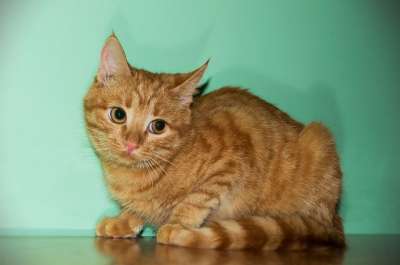 猫 红发 宠物
