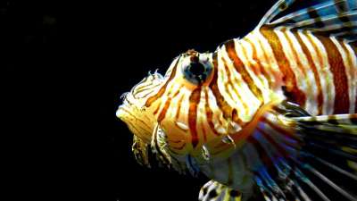 狮子鱼 太平洋狮子鱼 展示水族馆 有条纹的 有毒 美丽的