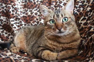 猫 灰猫 宠物 猫绿色的眼睛 条纹猫 躺着的猫 可爱的猫 看