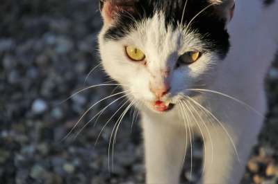 猫 白色的 甜的 胡子 动物 伤害 眼睛 毛皮 走 漂亮