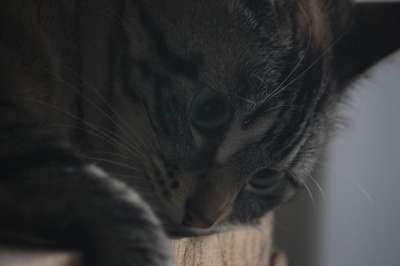 猫 动物 毛皮 哺乳动物 猫科动物 老虎 可爱