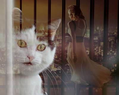 猫 悲伤 回忆 错过 伤心 通过 爱 疼痛