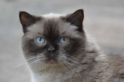 猫 英国短毛猫 蓝眼睛 毛皮 棕色的 浅褐色的 可爱的