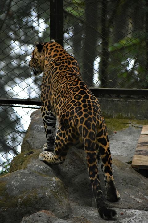 老虎 野生动物 动物 哺乳动物 捕食者 猫科动物 猫 食肉动物