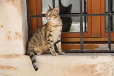 猫 克里特岛 希腊 窗口 锡蒂亚