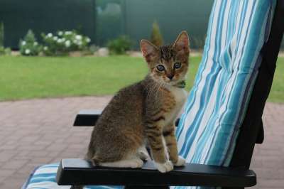 小猫 猫 动物 宠物