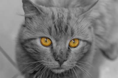 猫 可爱 动物 艺术 吉祥物