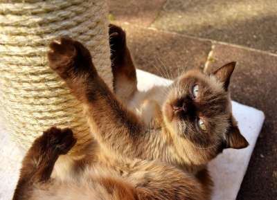 英国短毛猫 猫 刮树 玩 家畜 英国 短发 野生动物 家猫
