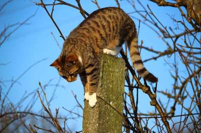 猫 小猫 鲭鱼 邮政 爬 树 大花猫