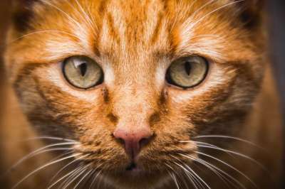 猫 眼睛 胡须 宠物
