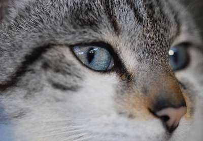 猫 猫眼 阴云 肖像 蓝色的眼睛 猫看