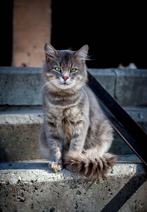 猫 猫咪 动物 宠物 视线 视图 眼睛