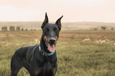 杜宾 短毛猎犬 狗 家畜 场地 草地 夏天 绿色 舌头 自然