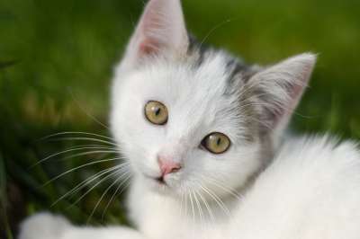 小猫 猫 青年 可爱 猫科动物 动物 驯化 肖像 俏皮的