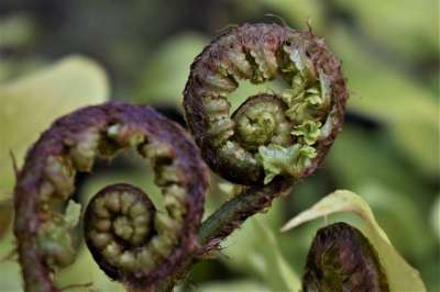 蕨类 蕨叶 叶子 卷起来 羊齿植物 绿色 自然 森林 绿色的植物
