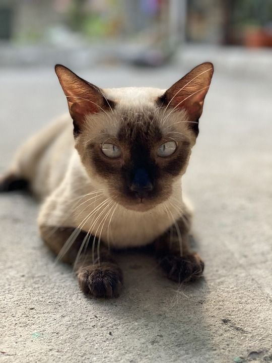 猫 动物 宠物 猫科动物 小猫 可爱的 哺乳动物 老虎 肖像