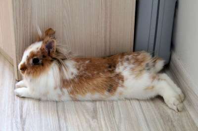 狮子兔子 斯洛伐克 这个动物