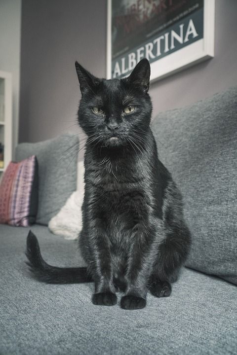 猫 黑色的 家畜 动物 小猫 家猫 猫眼 动物肖像 看法 严峻