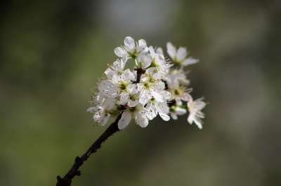 开花 花枝 白色的 春天 梅花 花瓣