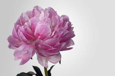 牡丹 开花 粉色的 白色的 春天 花 自然 盛开 花园 花园花