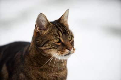 猫 动物 毛皮 家畜 户外 老虎 肖像 家猫 哺乳动物 可爱的