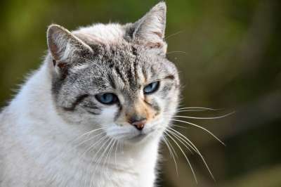 猫 肖像猫 欧洲猫 猫猫云 女性 猫蓝色的眼睛 胡同猫 动物