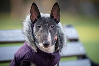 狗 小狗 微型斗牛犬 斗牛 可爱的 肖像 动物肖像 家畜